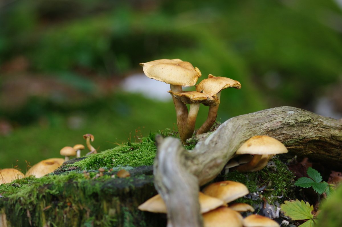 Champignons